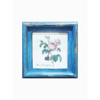 Kék - Rosa Centifolia-Százlevelű rózsa