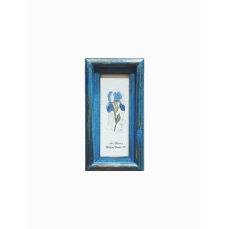   Kék - Iris Sibirica William Curtis 1787-Szibériai nőszirom