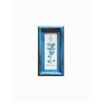 Kék - Delphinium Ajacis-Kertiszarkaláb