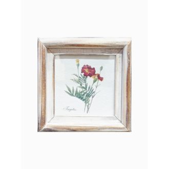 Fehér - Tagetes-Büdöske