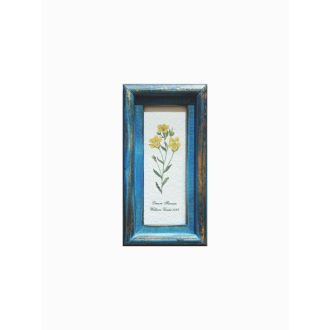Kék - Linum Flavum William Curtis 1787-Sárga len
