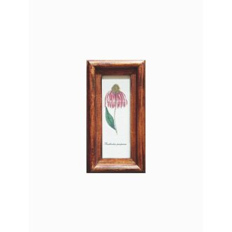 Középbarna - Rudbeckia Purpurea-Bíbor kasvirág