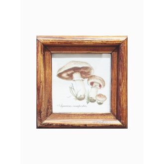 Középbarna - Agaricus campestris-Mezei csiperke