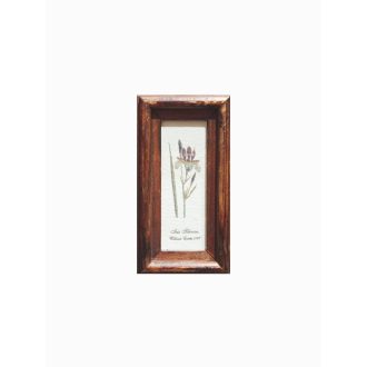   Középbarna - Iris Sibirica William Curtis 1787-Szibériai nőszirom