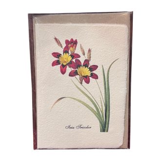  Merített papír képeslap - Virág-Ixia Tricolor-Háromszínű lépliliom