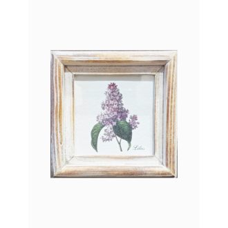 Fehér - Lilas-Orgona