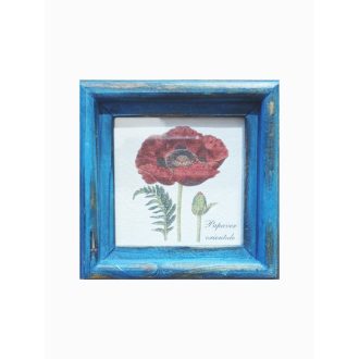 Kék - Papaver orientale-Keleti mák