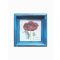 Kék - Papaver orientale-Keleti mák