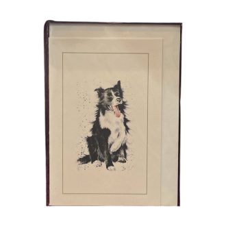 Vintage képeslap - Kutya-Border collie