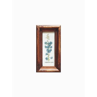 Középbarna - Delphinium Ajacis-Kerti szarkaláb