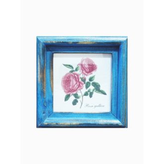 Kék - Rosa gallica-Parlagi rózsa