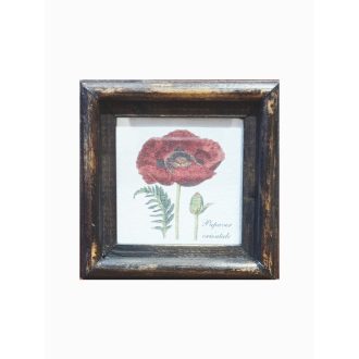 Sötétbarna - Papaver orientale-Keleti mák