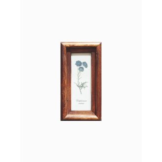 Középbarna - Delphinium Sinknse-Szarkaláb