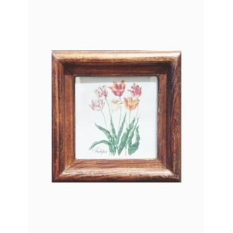Középbarna - Tulipa-Tulipán