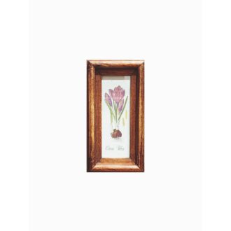 Középbarna - Crocus Vernus-Kerti sáfrány