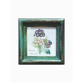 Zöld - Primula Auricula-Kankalin