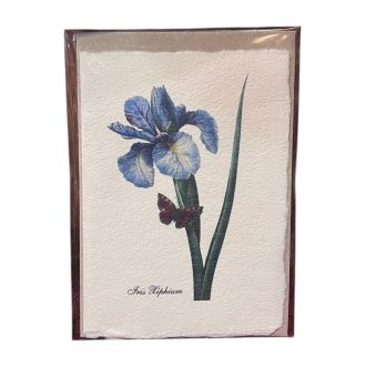 Merített papír képeslap - Virág-Iris Hiphium-Nőszirom