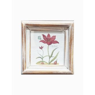 Fehér - Tulipa-Tulipán hagymával