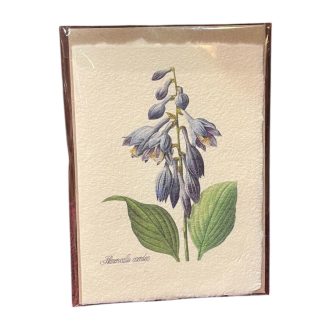   Merített papír képeslap - Virág-Hemerocallis Caeruela-Sásliliom
