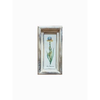Fehér - Iris Versicolor - Foltos nőszirom sárga