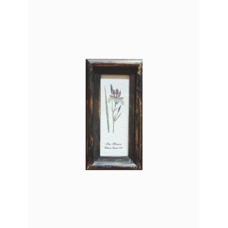   Sötétbarna - Iris Sibirica William Curtis 1787-Szibériai nőszirom
