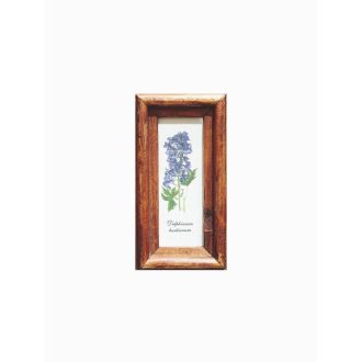 Középbarna - Delphinium Huetianum-Sarkantyúfű