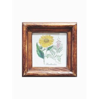 Középbarna - Rudbeckia-Kúpvirág