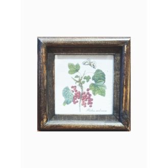 Sötétbarna - Ribes rubrum-Ribizli