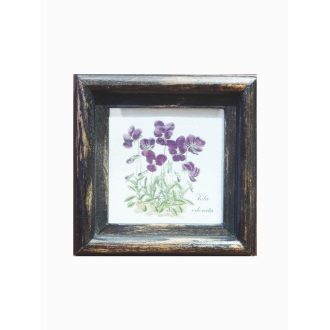 Sötétbarna - Viola odorata-Ibolya