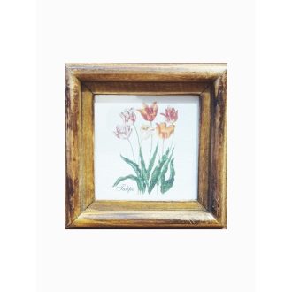 Világosbarna - Tulipa-Tulipán