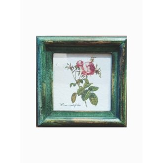 Zöld - Rosa centifolia-Százlevelú rózsa piros