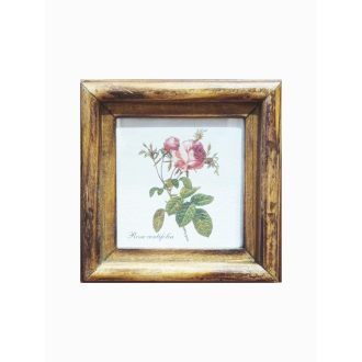 Világosbarna - Rosa centifolia-Százlevelű rózsa