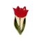 Vera mágnes tulipán