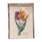 Merített papír képeslap - Virág-Tulipa Cesneriana-Botinakai tulipán