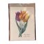 Merített papír képeslap - Virág-Tulipa Cesneriana-Botinakai tulipán