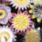 Szélrózsa - bordó