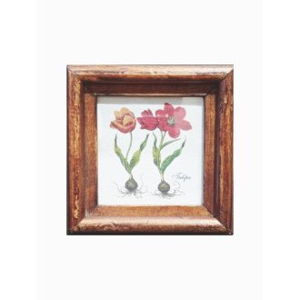 Középbarna - Tulipa-Tulipán hagymás