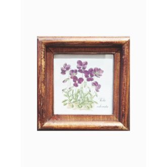 Középbarna - Viola odorata-Ibolya